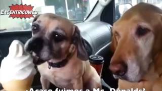 EL PERRO MÁS TIERNO DEL MUNDO espera su turno para comer helado [upl. by Dilan]