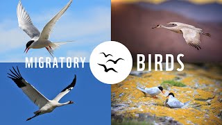 Migratory birds in Canada [upl. by Behnken237]