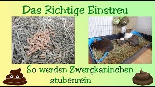 Das Richtige Einstreu für Zwergkaninchen [upl. by Isyad816]