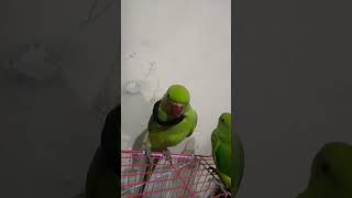 parrot is catches my band birds 🤩🤭🤭💖 [upl. by Kaleena]