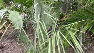 Copernicia curtissii Palm in Brevard Co FL [upl. by Nilre762]