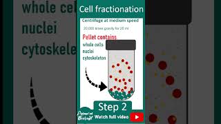 Cell fractionation explained in 1 minutes  Cell bio in 1 minute series [upl. by Emmi196]