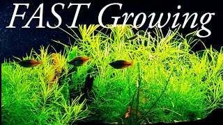 Pogostemon Stellatus OctopusBest Fast Growing Plant for Your Aquarium [upl. by Beverley]