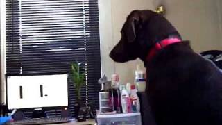 Chocolate Lab Barking at Video [upl. by Schofield]