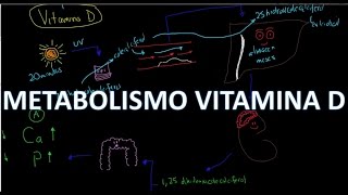 Metabolismo del Calcio Vitamina D 1 de 5 [upl. by Nylatsirhc]