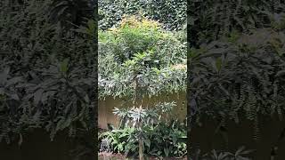 Mee tree  මී ගස  Madhuca longifolia  medicinal plant  green  nature [upl. by Haem686]