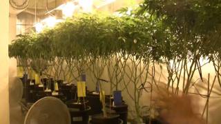 22 CIATV  Das GrowshopSpezial 2 AufzuchtVermehrung [upl. by Lamarre921]