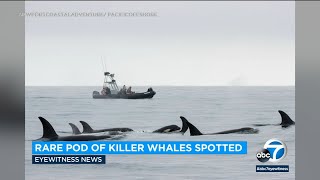 Rare pod of killer whales spotted off Orange County coast [upl. by Drehcir]