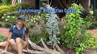 Replacing a Blue Point juniper with a Horstmann Blue Atlas cedar\\First Moonflower of the season [upl. by Walston]