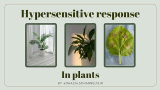 Hypersensitive response in plantsHR in plantsGhazalsChannelShort question [upl. by Spindell687]