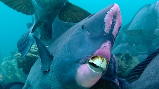 Feeding Humphead Parrotfish  Blue Planet  BBC Earth [upl. by Ylenaj]