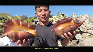 Rare Bowmouth Guitarfish Encounter on a Deserted Island Even Spider Conchs Are Abundant [upl. by Ainos]