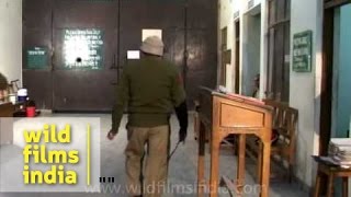 Tihar Jail attendance and rollcall [upl. by Fusuy]