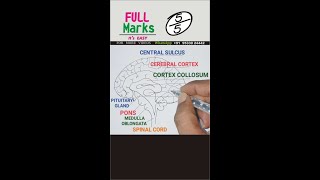 Brain internal diagram easy drawing shorts drawing JustMadeEasy [upl. by Claude]