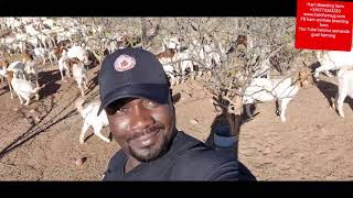 How South African feeds their goats for better results by an Ha [upl. by Nehgaem]