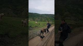 CH Wild Oak Chateauroux vs Livestock Guardian Dogs 🤨 [upl. by Maiocco968]