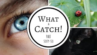 What a Catch Part 66 A Miraculous Ladybug Fanfiction [upl. by Anuala]