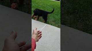 8 weeks old rottweiler puppy first time with tug toy  part 2 [upl. by Eseekram952]