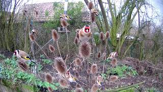 Distelvinken in Lubbeekse tuin winter 20172018 [upl. by Kos]