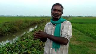 ThiruCKarikalan Part 10 Degradation of Cauvery delta indigenous animals [upl. by Audi169]