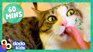 60 Minutes Of Cats And Kittens Being Cute And Silly  1 Hour Of Animal Videos  Dodo Kids [upl. by Eoj]