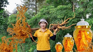 Harvesting Polyscias fruticosa to the market to sell Soak in Dinh Lang wine Hilarys daily life [upl. by Pryce]