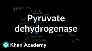 Regulation of Pyruvate Dehydrogenase [upl. by Htebazie]