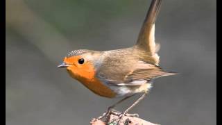 Canto del petirrojo  Erithacus rubecula  HD [upl. by Vharat]