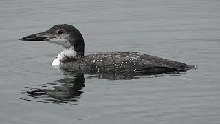 Common Loon Lake George New York USA [upl. by Tugman329]