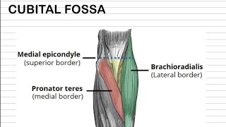 CUBITAL fossa anatomy  SAQ 3 or 5 marks [upl. by Esya]