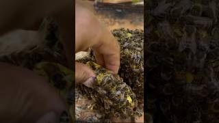 Apis Mellifera Honey Hive Cutting at Home🏠 shorts youtubeshorts honey bee beekeeping honeybee [upl. by Anrev]