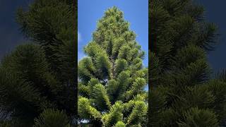 Araucaria heterophylla Norfolk Island pine tree [upl. by Inirt797]