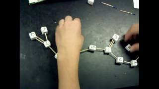 Dehydration Synthesis and Hydrolysis student models [upl. by Eiahpets489]