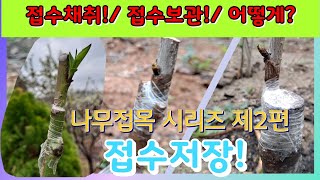 접수보관방법 접수채취시기 접수채취방법  접수의 채취와 저장을 잘 해야 나무접목 성공율을 높일 수 있다  Retrable storage  Grafting tree [upl. by Guarino]