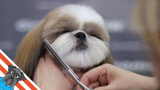 Top 15 Beautiful Shih tzu Hair Styles 🐩 Shih tzu Haircut [upl. by Toddie]