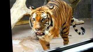 Mai the 3 Legged Indochinese Tiger  OMAHA ZOO  2012 [upl. by Assenna]