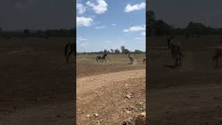 Wild brumbies in their element untamed A true symbol of nature’s raw power BrumbySpirit [upl. by Alimhaj526]