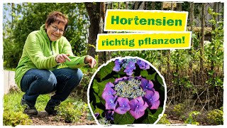 HORTENSIEN PFLANZEN So gelingt‘s garantiert 🌺 [upl. by Guillermo449]