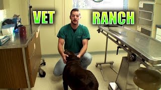 Homeless Labrador Needs Surgery [upl. by Leoj]