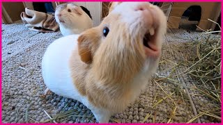 Happy guinea pigs wheeking and squeaking [upl. by Aivatnahs]