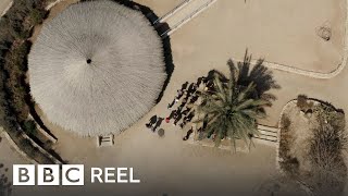 Extinct tree from the time of Jesus rises from the dead in Israel  BBC REEL [upl. by Chassin537]