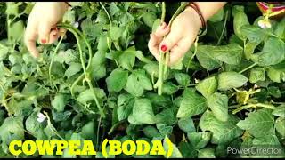 CowpeaVigna unguiculata crop at my farm   By MrsArchana B Mishra [upl. by Zuckerman]