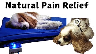 PEMF Therapy for Dogs Natural Pain Relief amp Senior Dog Rehabilitation [upl. by Ennoryt]