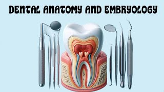 Maxillary Molars  Part 2 [upl. by Chastain]