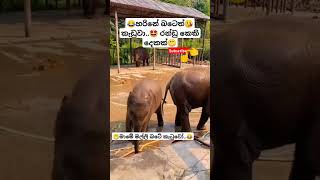 Rosa Batiththi Mangala Denex ytshorts short trending Song Tiktok shortvideo Elephant 🤓😂 [upl. by Westfahl38]