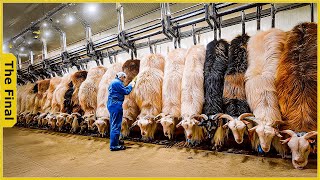 The Secret to Farmers Making Millions from Cashmere Goats Each Year  Farming Documentary [upl. by Eimareg]