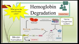 Hemoglobin Degradation Bilirubin Formation amp Excretion explained easily [upl. by Mateya]