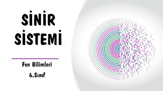 Sinir Sistemi  Fen Bilimleri 6Sınıf Konu Anlatımı [upl. by Ahsat812]