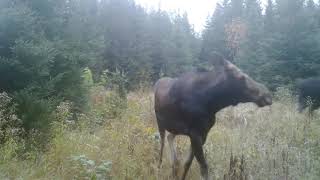 Natural Moose calls 1 [upl. by Icram]