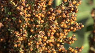 Estimating Sorghum Yields [upl. by Caz]